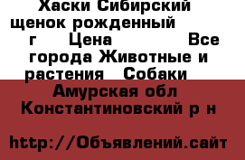 Хаски Сибирский (щенок рожденный 20.03.2017г.) › Цена ­ 25 000 - Все города Животные и растения » Собаки   . Амурская обл.,Константиновский р-н